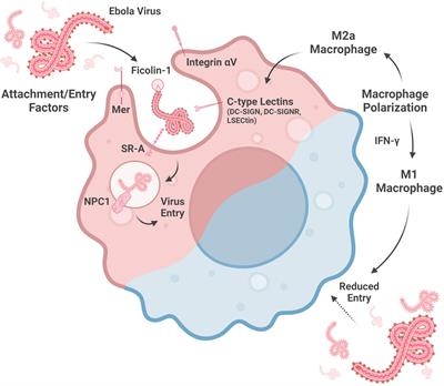 Macrophage infection, activation, and histopathological findings in ebolavirus infection